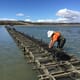 Breeding programme aims to save Australian oysters thumbnail image