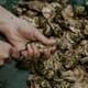 Florida researcher granted $100,000 to boost shellfish aquaculture thumbnail image