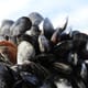 Researchers identify critical dissolved oxygen threshold for blue mussels thumbnail image