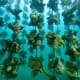 Shellfish and algae facilities form China’s new carbon sink strategy thumbnail image