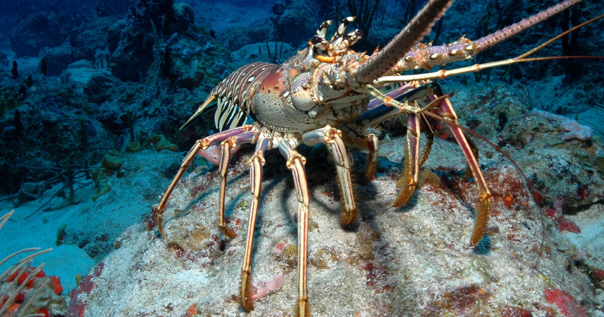 Lobster farming environment