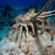 Philippines to control juvenile crab and lobster trade thumbnail image