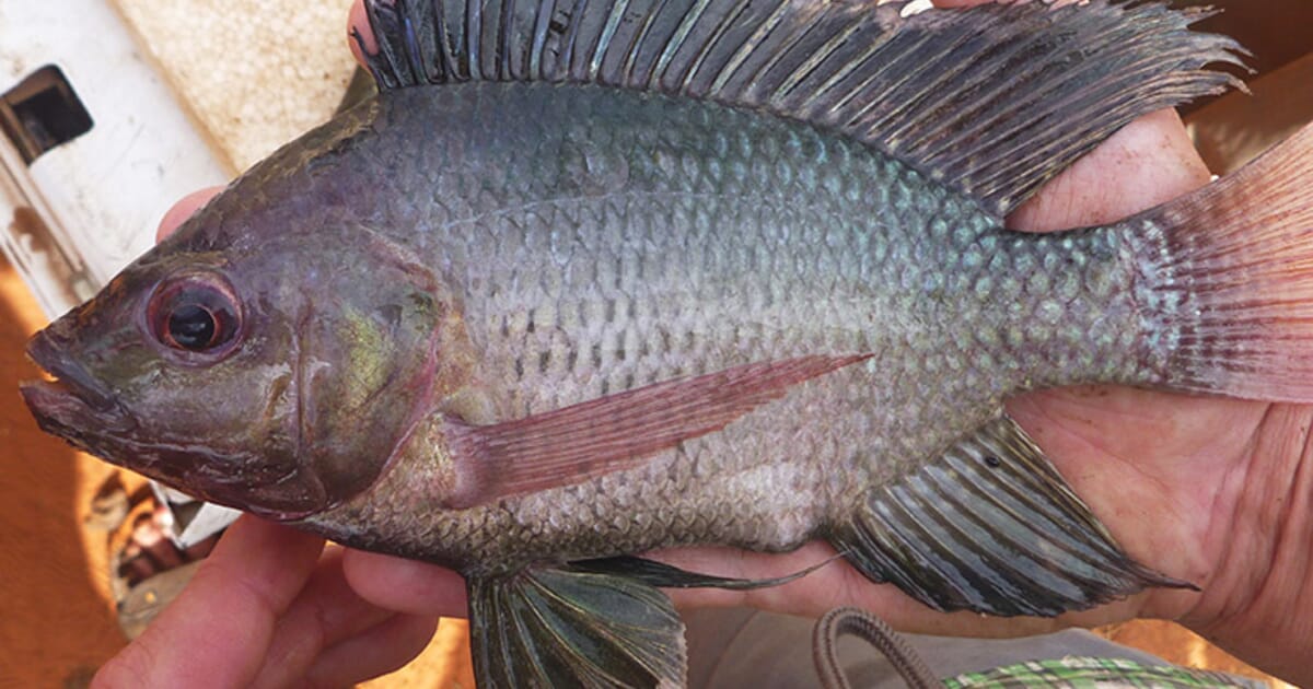Tilapia Fish Breeding: https://thefishsite.com