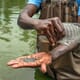 Consultancy opportunity for East African tilapia expert thumbnail image