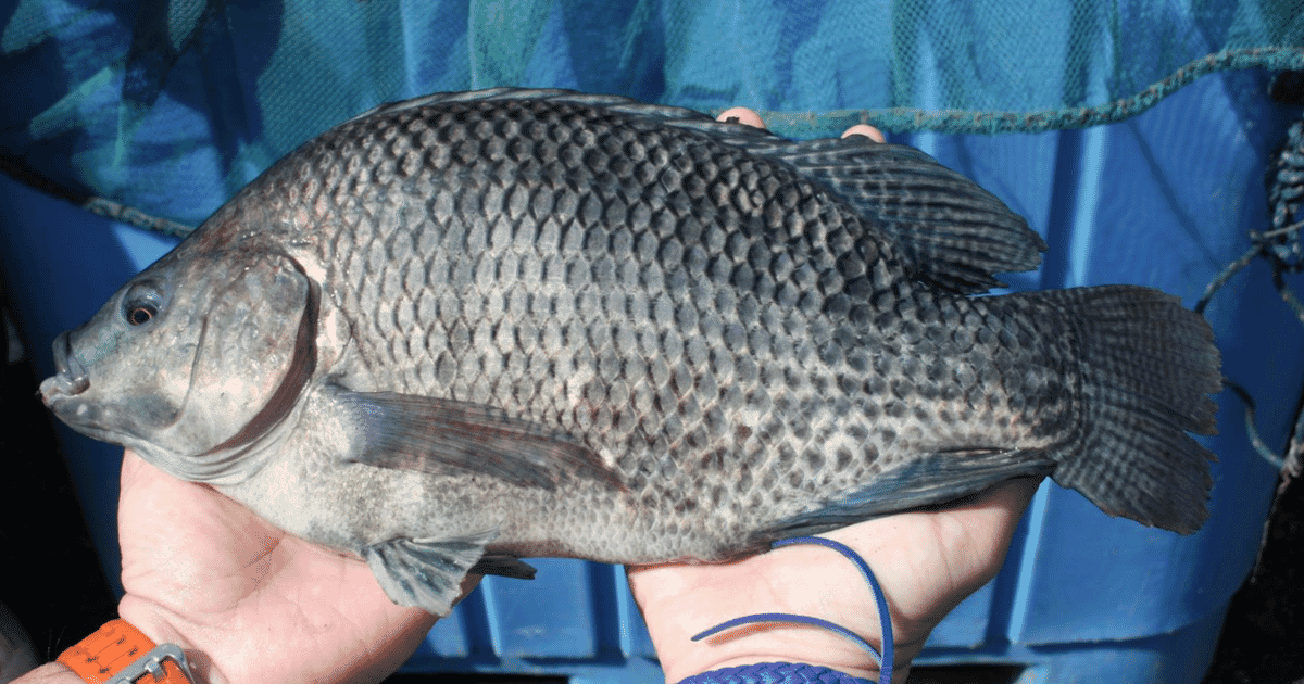 Cage culture of tilapia  The Fish Site