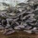 Indonesian government rolls out aquaculture insurance scheme thumbnail image