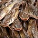 Catfish show taste for insect waste thumbnail image