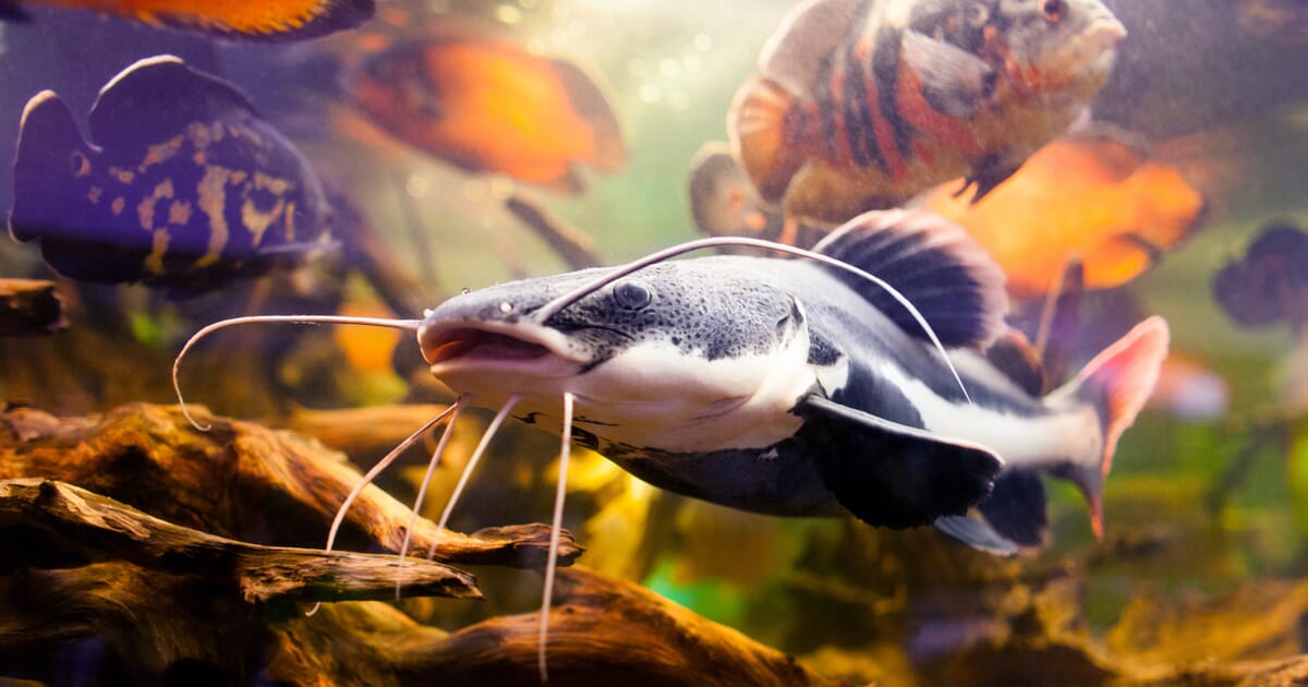 Channel Catfish - Life History and Biology | The Fish Site