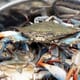 UK launches first decapod crustacean welfare benchmark thumbnail image