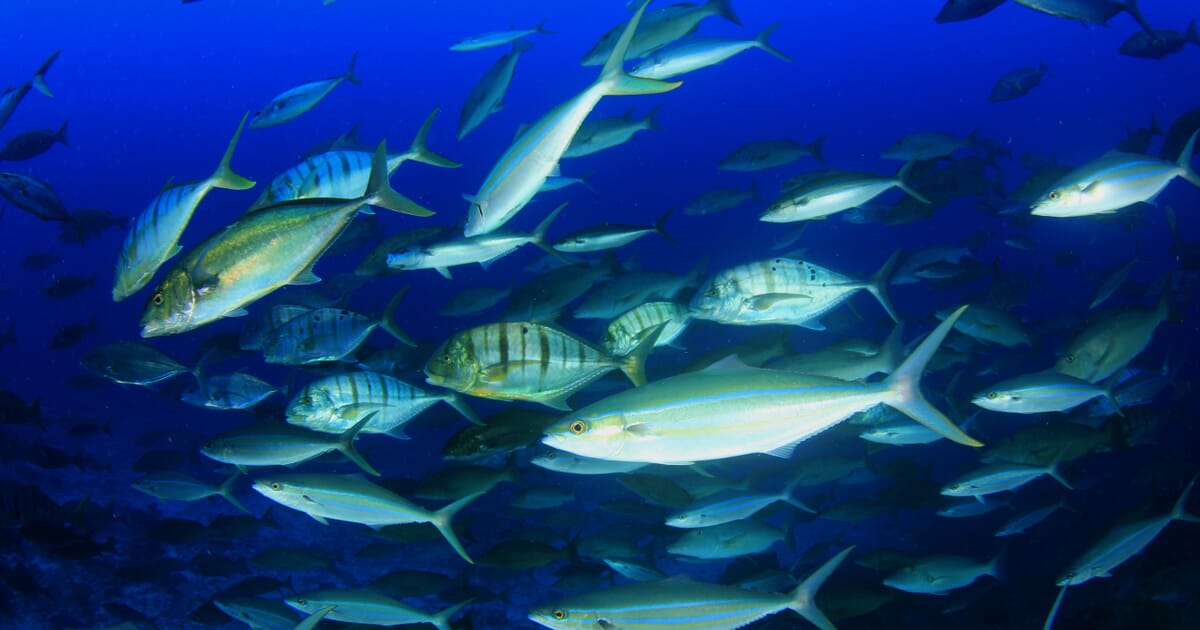 Phytoplankton Culture for Aquaculture Feed | The Fish Site
