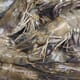 Snails and algae offer hope for novel tiger prawn production method thumbnail image