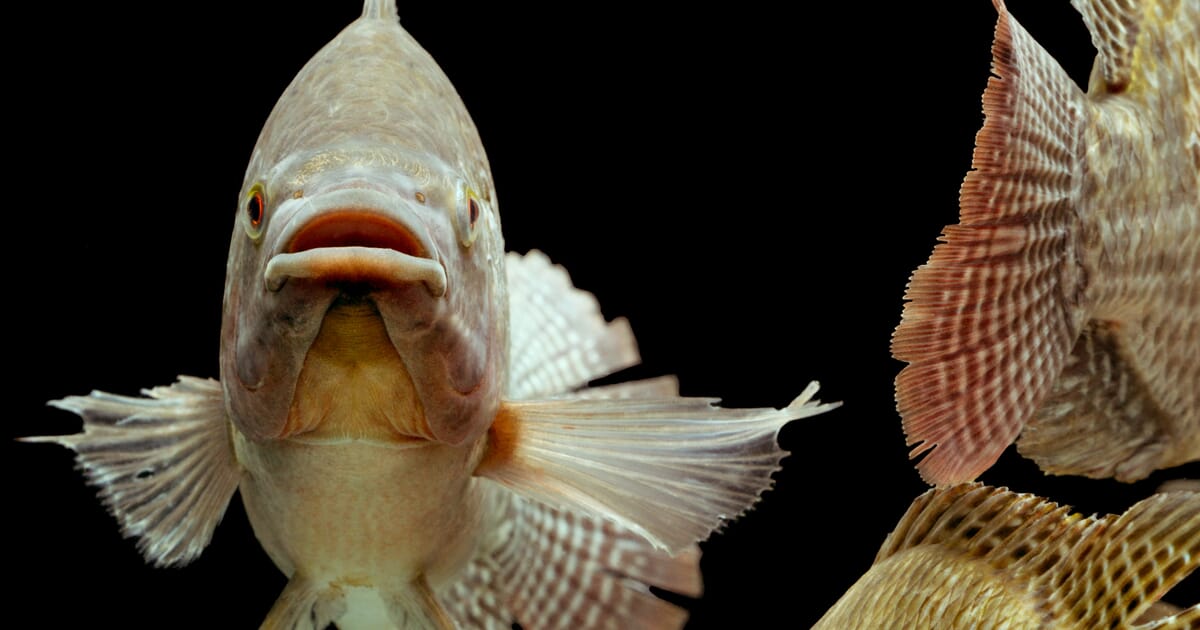 Farming Tilapia Life History And Biology The Fish Site Farming Tilapia Life History And Biology The Fish Site