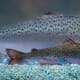 Ruling puts pressure on genetically modified salmon sector thumbnail image