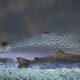 Genetically modified salmon: changing the future thumbnail image
