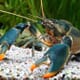 New Crayfish Species Named After Edward Snowden thumbnail image