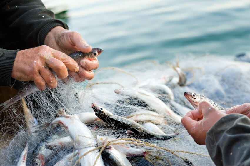 Weekly Overview New Report Examines UK Angling Vs Commercial Fishing