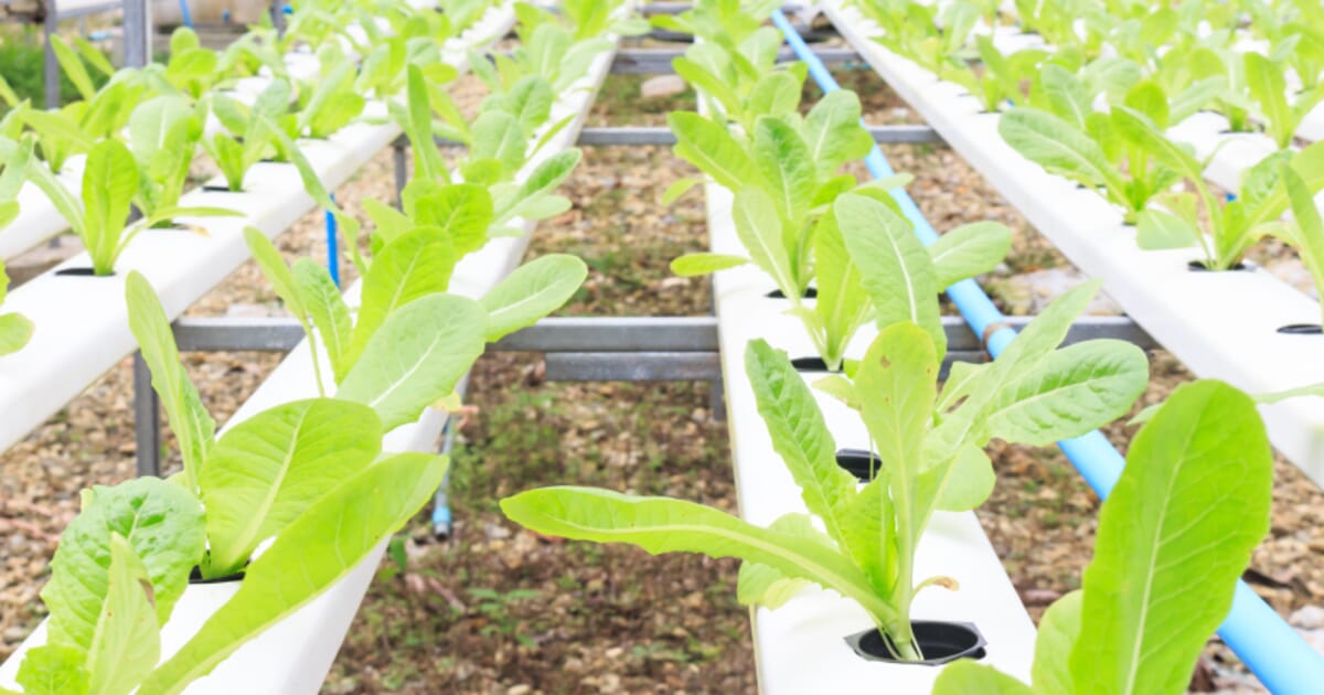 Aquaponics fish welfare Baylor Philanthropy Initiative