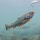 Alaskan Trout Cchoose Early Retirement, Reveals New Research thumbnail image