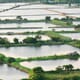 Illegal Prawn Farms Closed Down in Indonesia thumbnail image