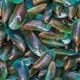 New Hatchery to Selectively Breed NZ Mussels thumbnail image