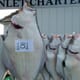 Alaska Fish Factor: Halibut Stocks Showing Signs of Improvement thumbnail image