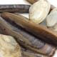 Consultation Launched on Electrofishing for Razor Clams thumbnail image
