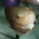 ACCH2016: Addressing Knowledge Gaps for Lumpfish Production thumbnail image