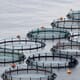 New Innovation Roadmap Outlines Pathway for Scottish Aquaculture Growth thumbnail image