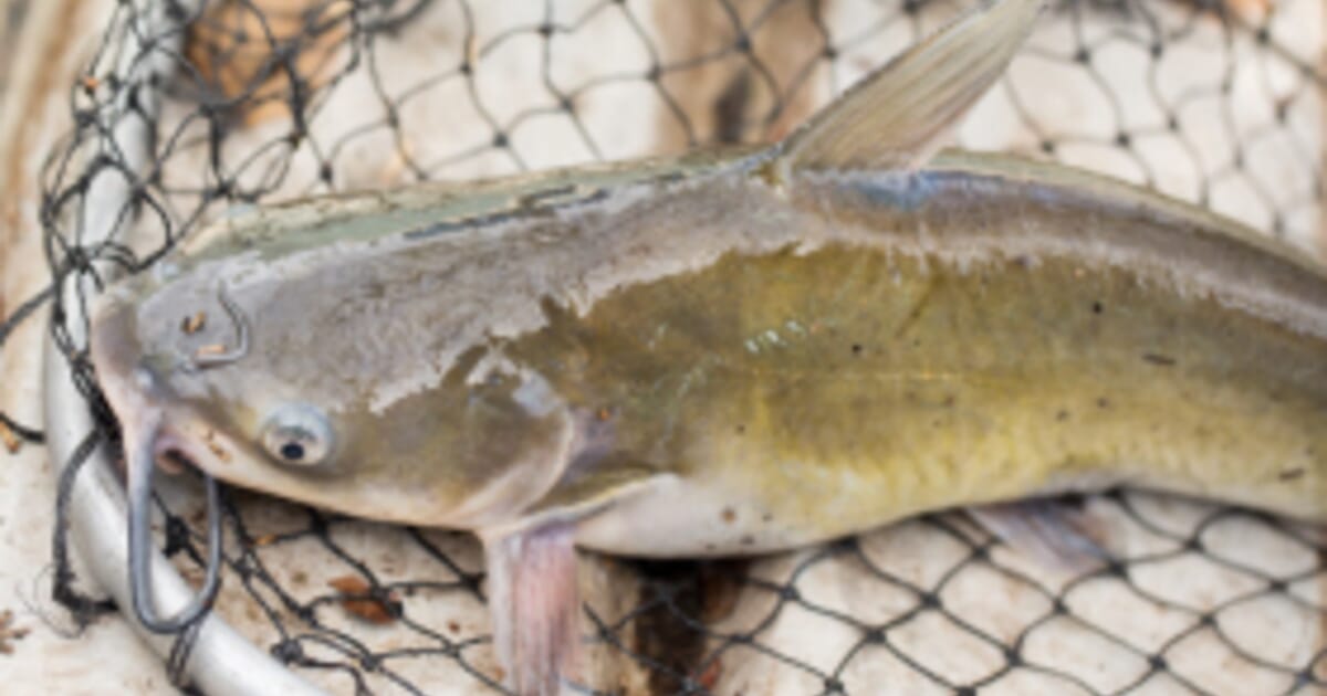 African Catfish Battle To Stay In India The Fish Site