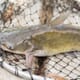 African catfish battle to stay in India thumbnail image