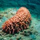 Weekly Overview: Endangered Sea Cucumber Farming Operation Receives $2.75 million Investment thumbnail image