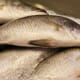Arctic Charr Added to BAP Programme; Iceland Processing Plant Certified thumbnail image