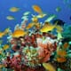 90% of Predatory Fish Gone from Caribbean Coral Reefs Due to Overfishing thumbnail image
