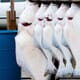 Alaska Fish Factor: Jaw-Dropping Prices for Halibut Catch Shares thumbnail image