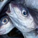 MSC and MCS at odds over Scots haddock thumbnail image