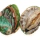 Environmental Forecasts Used to Recover Abalone Fishing thumbnail image