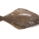 Alaska Fish Factor: salmon slump v halibut high thumbnail image