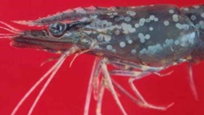Gold can speed up detection of white spot in shrimp thumbnail image