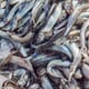 Aquafeed sector linked to decline in wild salmon size thumbnail image