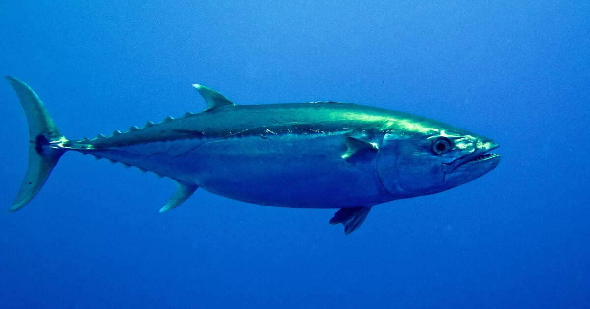 Т а н э ц. Тунец Дальневосточный. Голубоперый тунец. Атлантический тунец. Тунец макрелевидный.