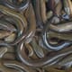 Exploring the Challenge of First-Feeding European Eels in Captivity thumbnail image