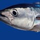 State of Tuna Stocks Worldwide Assessed in ISSF Report thumbnail image