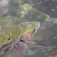 Speed Trap Catches Domestic Trout Moving too Slow thumbnail image