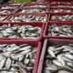 Overcoming Challenges to Export in Kenyan Aquaculture thumbnail image