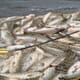 New Fishways in Maine Increasing Fish Habitats thumbnail image