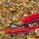 Sockeye Salmon Makes a Comeback in Bristol Bay thumbnail image