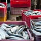 Norwegian Seafood Exports to Exceed NOK 90 billion in 2016 thumbnail image