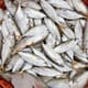 MEPs Call for Strong Fish Traceability System in Europe thumbnail image