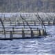 Weekly Overview: New Report Outlines Pathway for Scottish Aquaculture Growth thumbnail image