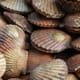 Commercial Catches set for Victoria Abalone and Ocean Scallops thumbnail image